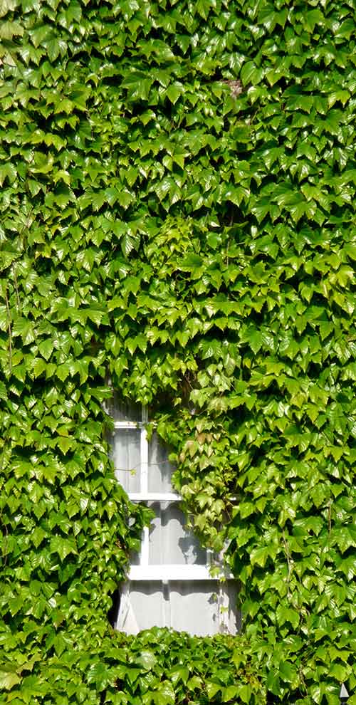 Wall planters