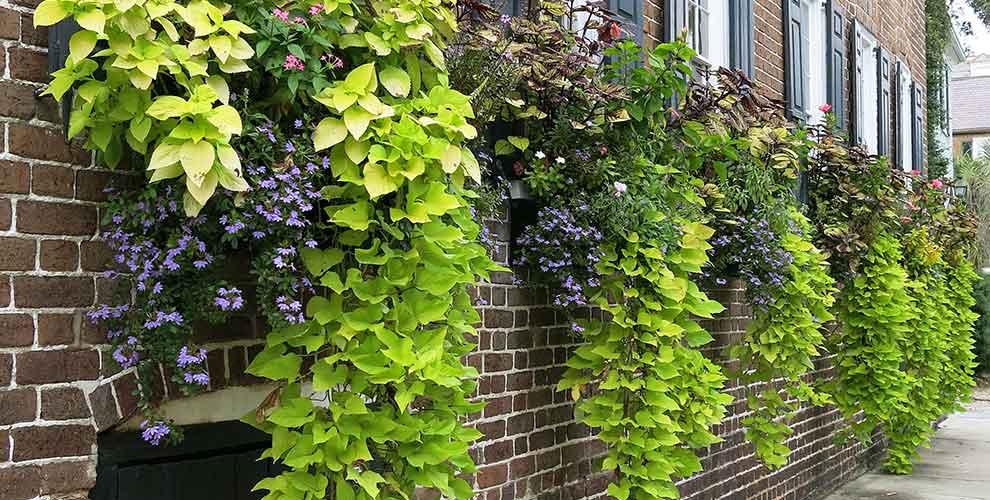 Window boxes